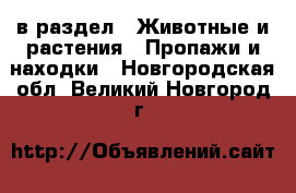  в раздел : Животные и растения » Пропажи и находки . Новгородская обл.,Великий Новгород г.